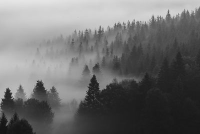 High angle view of pine trees in forest during foggy weather