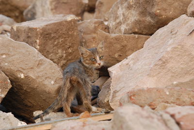 Cat living in street of aswan, egypt