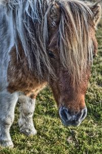 Close-up of horse grazing on field