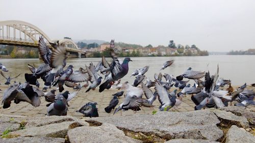 Seagulls perching on shore by lake against sky