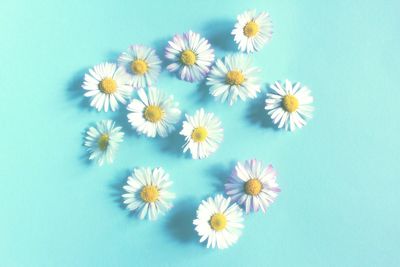 Close-up of flowers against blue background
