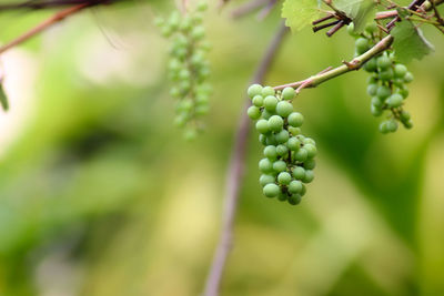 Close-up of berries growing on plant