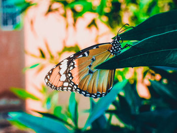 Close-up of butterfly pollinating flower