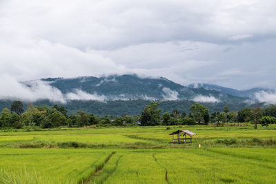 Scenic view of field against sky