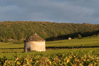 Scenic view of agricultural field against sky