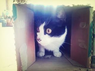 Portrait of cat looking through window