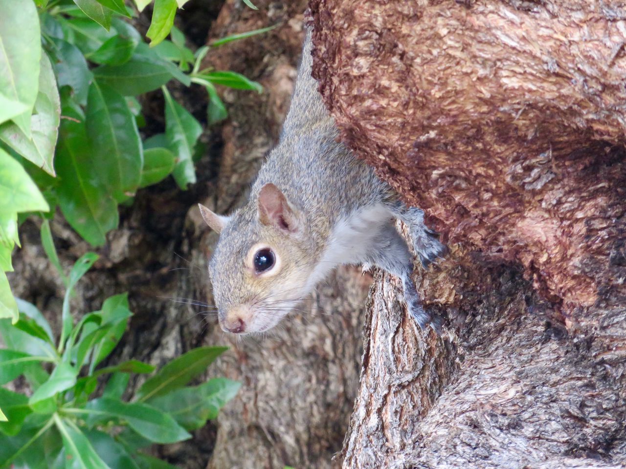 one animal, animal themes, animals in the wild, high angle view, animal wildlife, leaf, nature, animal, tree trunk, no people, tree, lizard, outdoors, day, reptile, mammal