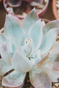 Close-up of raindrops on flower