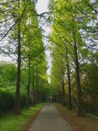 Empty road amidst trees in forest