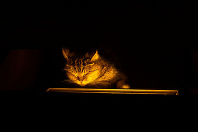 Close-up of cat against black background