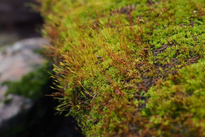 Close-up of moss growing on tree