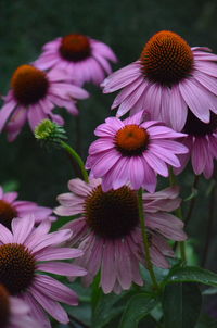 Close-up of pink flowers