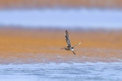 Close-up of a bird flying