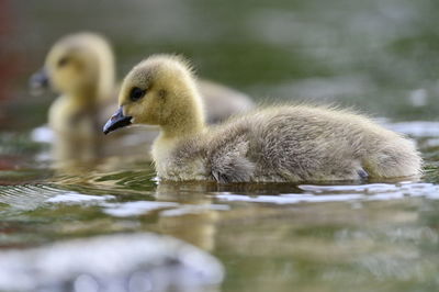 Close-up of goose