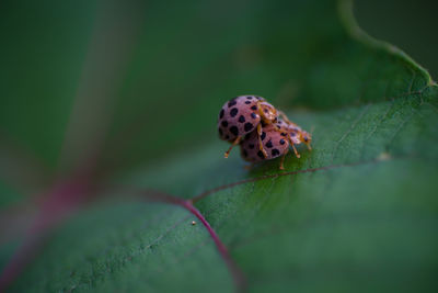 Close-up of insect on leaf