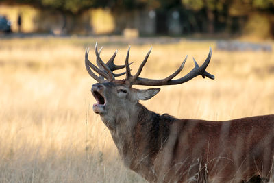 Deer standing on field