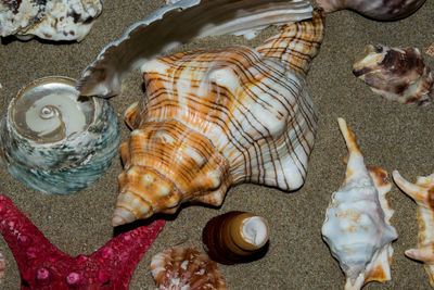 High angle view of seashell in water