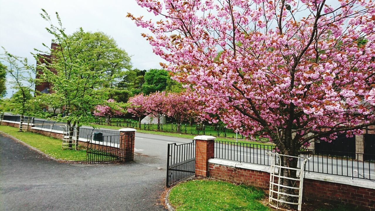 flower, tree, growth, freshness, pink color, branch, beauty in nature, nature, blossom, fragility, park - man made space, railing, in bloom, day, pink, built structure, springtime, outdoors, sky, tranquility