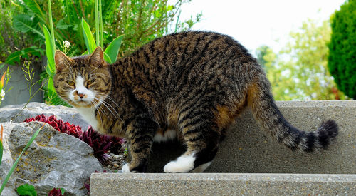 Cat relaxing on retaining wall