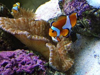 Fish swimming in aquarium