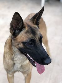 Close-up of a dog looking away