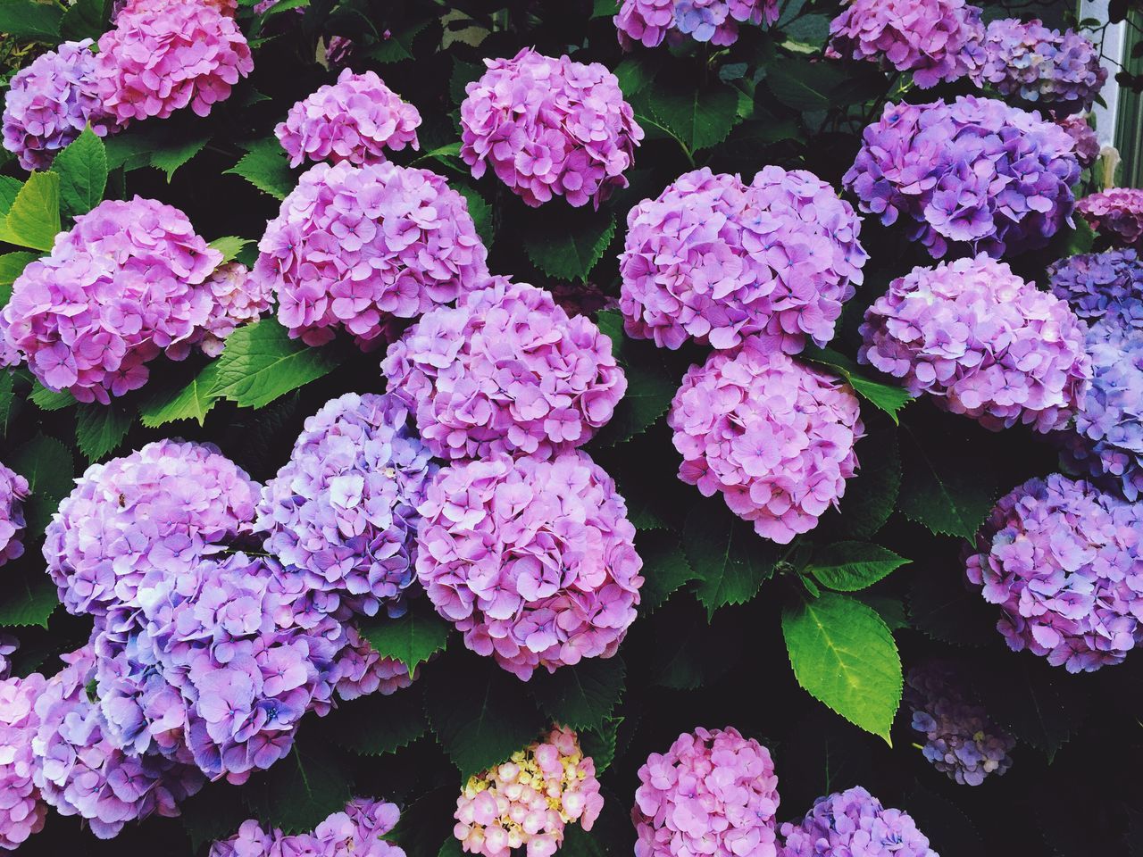 flower, freshness, fragility, petal, growth, beauty in nature, pink color, flower head, nature, blooming, plant, high angle view, close-up, full frame, leaf, park - man made space, in bloom, backgrounds, pink, abundance