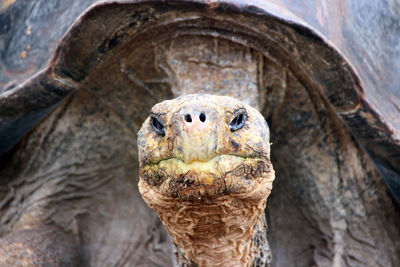 Close-up portrait of a turtle