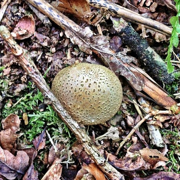 mushroom, fungus, close-up, toadstool, high angle view, field, growth, leaf, nature, edible mushroom, forest, brown, ground, dry, day, outdoors, no people, dirt, grass, wood - material