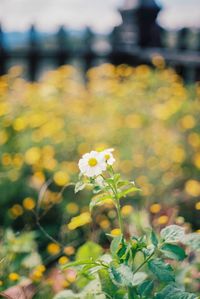 Close-up of yellow flowers blooming outdoors