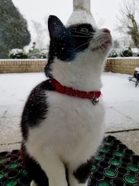 Close-up of dog sitting on snow