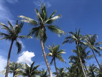 Low angle view of palm trees against blue sky