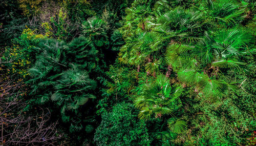 High angle view of trees in forest