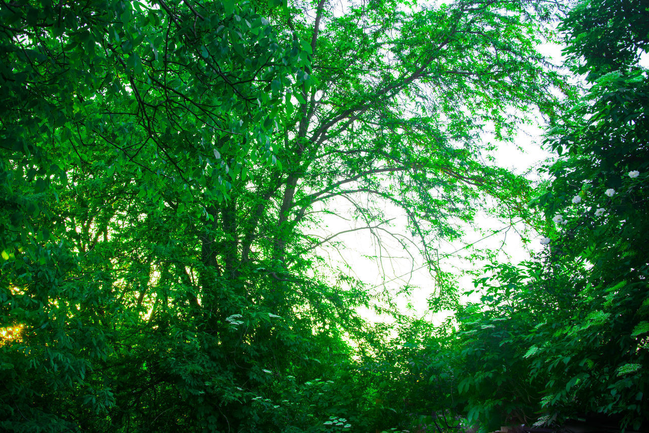 LOW ANGLE VIEW OF BAMBOO TREES