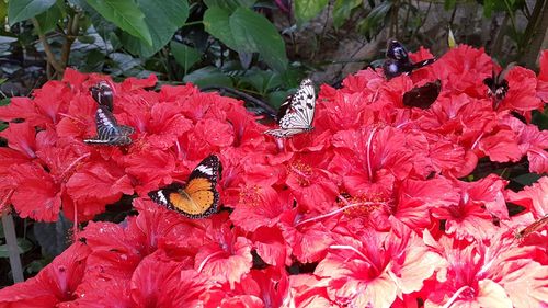 Close-up of insect on red flower