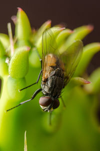 Close-up of fly on flower