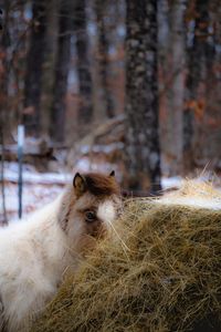 Portrait of horse on field during winter