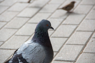 Close-up of bird perching on ground