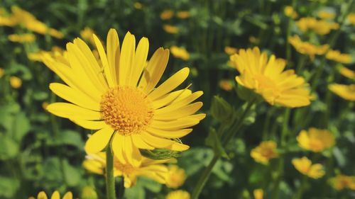 Close-up of yellow flower