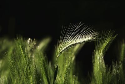 Close-up of wheat growing on field