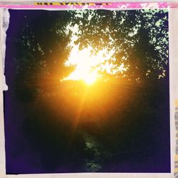 Sun shining through trees