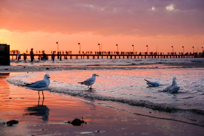 Seagulls on beach against sky during sunset