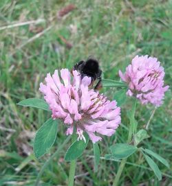 Close-up of bee on purple flower