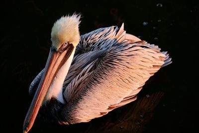 Close-up of pelican