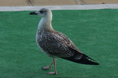 Close-up of bird perching on grass