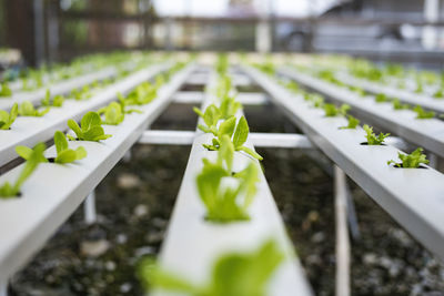 Vegetable garden, hydroponics on water, soilless, organic greenhouse for healthy food