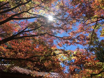 Low angle view of trees on sunny day