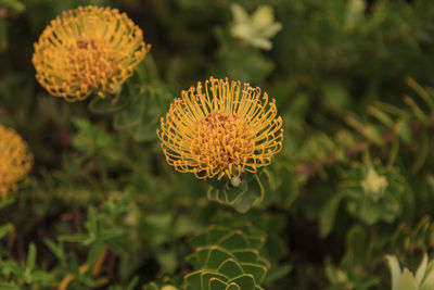 Close-up of yellow flower