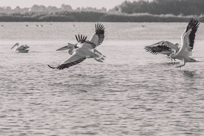 Seagulls flying over sea