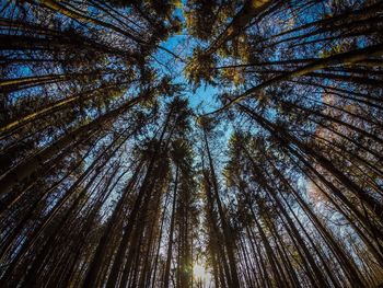 Low angle view of trees