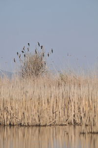 Birds flying over lake against clear sky